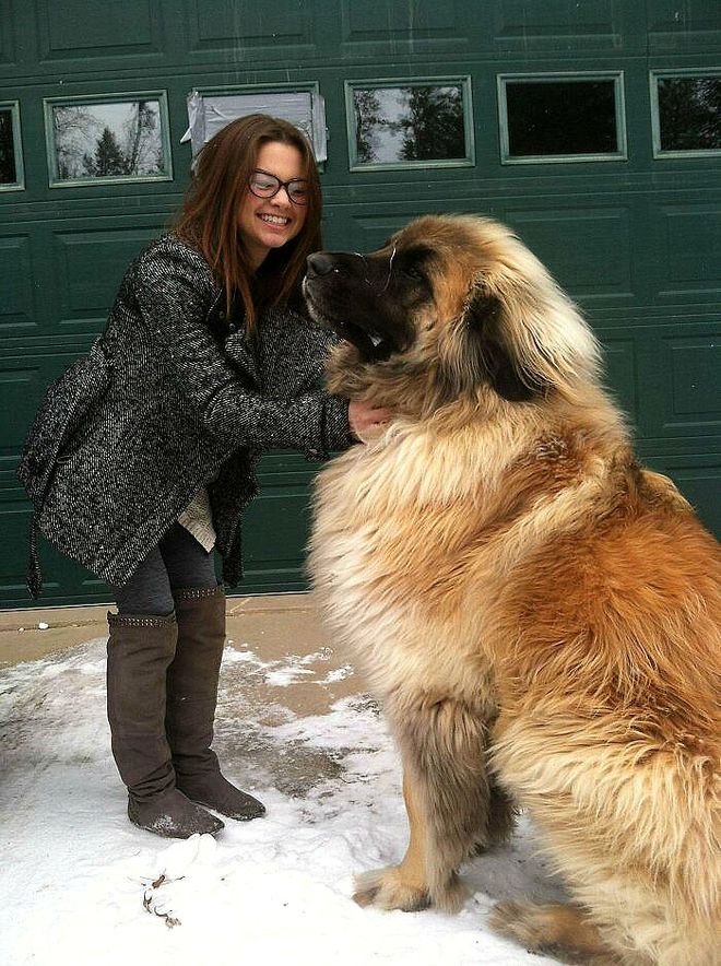 大型犬反差萌表现_大型犬体型特点_超级大狗的图片大全集