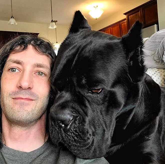 大型犬反差萌表现_大型犬体型特点_超级大狗的图片大全集