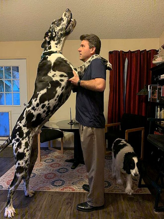 大型犬体型特点_大型犬反差萌表现_超级大狗的图片大全集