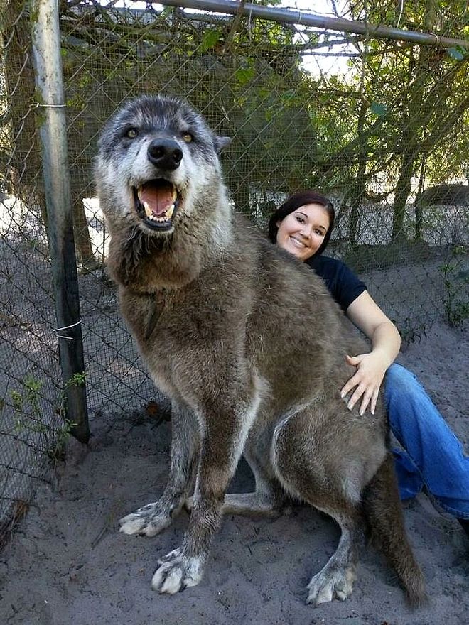 超级大狗的图片大全集_大型犬反差萌表现_大型犬体型特点