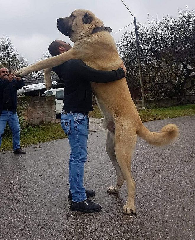 超级大狗的图片大全集_大型犬体型特点_大型犬反差萌表现
