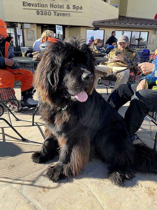 大型犬反差萌表现_大型犬体型特点_超级大狗的图片大全集