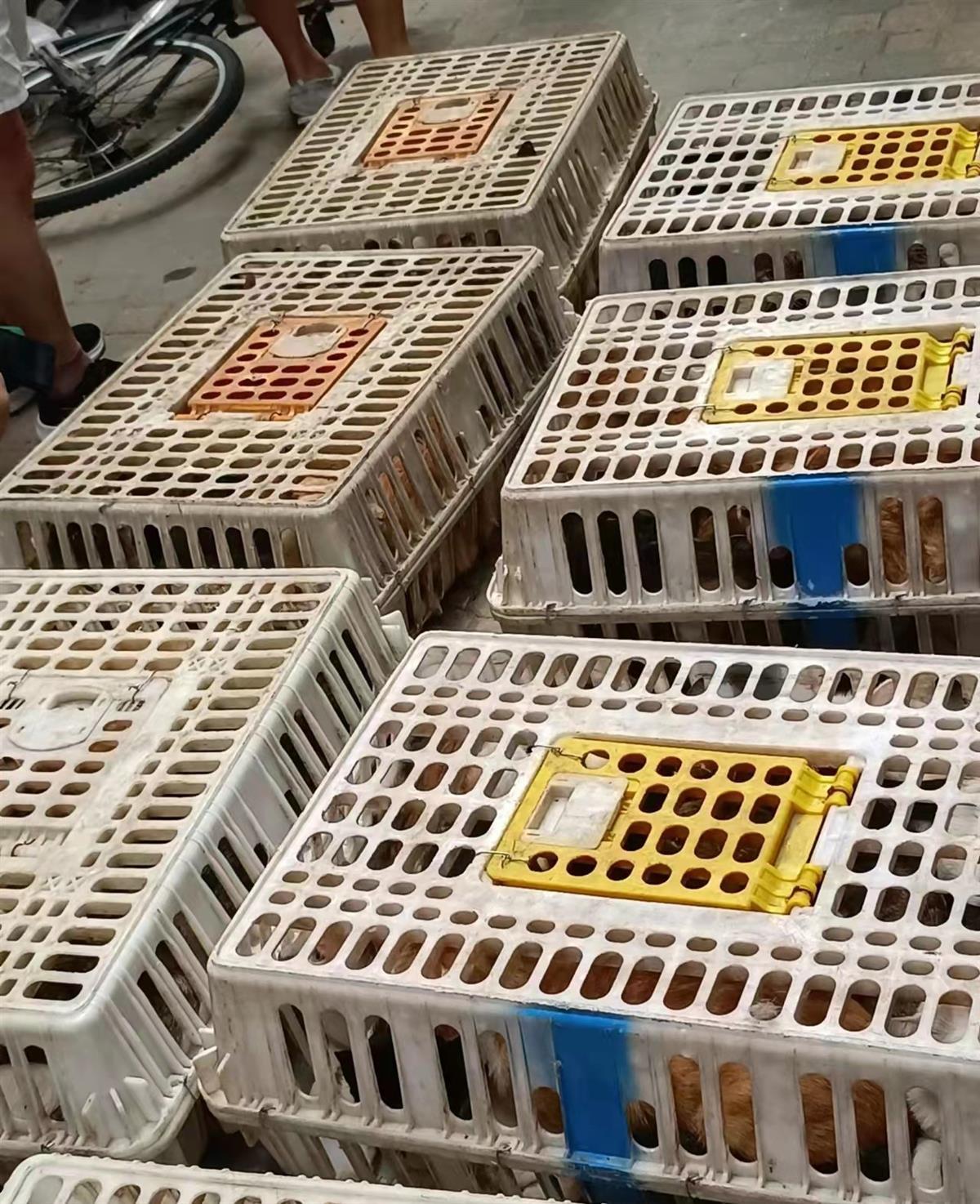 一男子“转运”几十只猫被拦下，多部门介入调查
