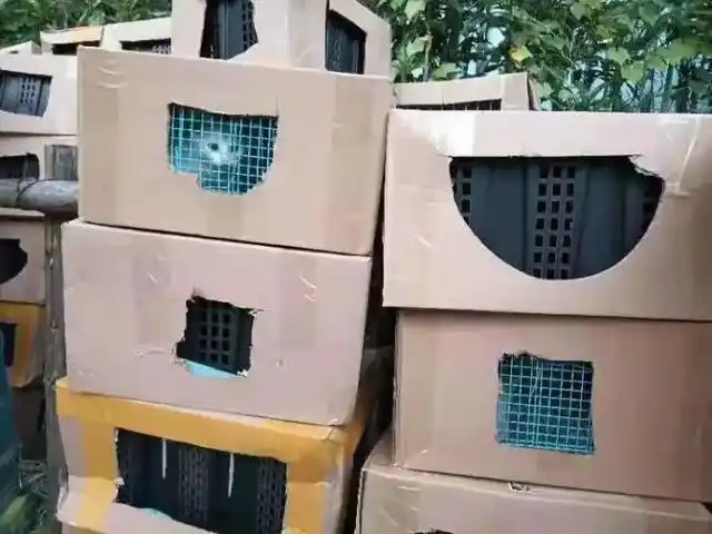 上百只猫狗被弃街头，背后是谁？