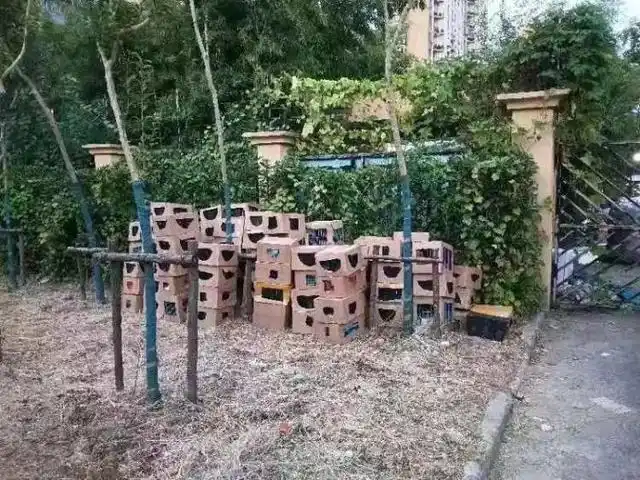 男子将猫关进快递柜转身就走_宠物盲盒 活体快递 遗弃宠物领养