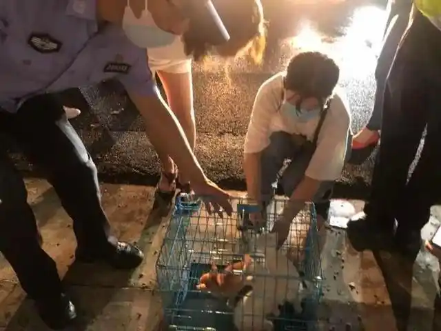 宠物盲盒 活体快递 遗弃宠物领养_男子将猫关进快递柜转身就走
