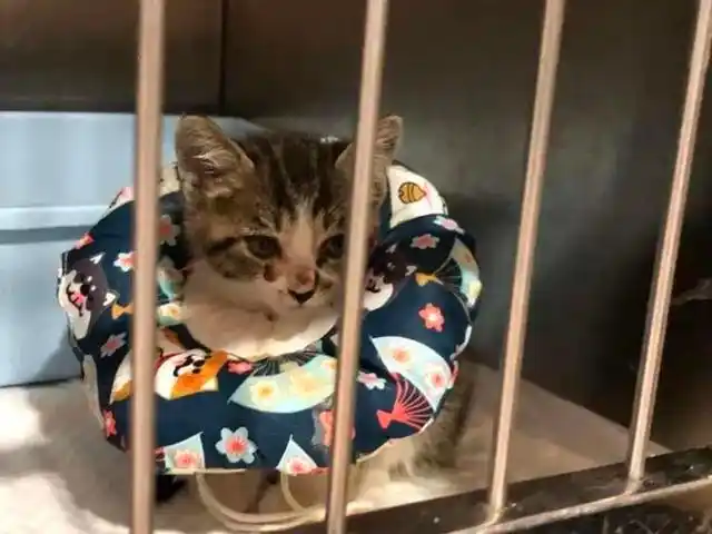 宠物盲盒 活体快递 遗弃宠物领养_男子将猫关进快递柜转身就走