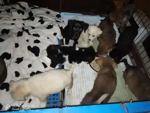 宠物盲盒 活体快递 遗弃宠物领养_男子将猫关进快递柜转身就走