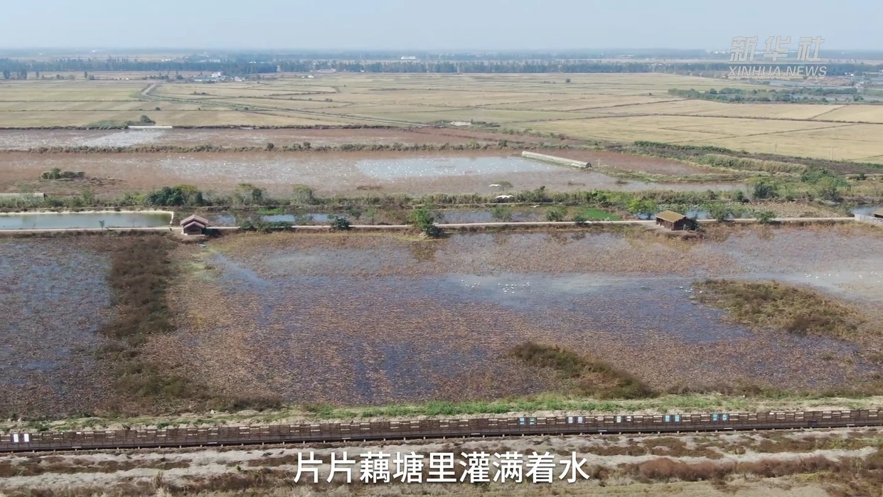 赣事新说｜鄱阳湖畔的护鸟故事：从“为鸟留食”到“为鸟留水”