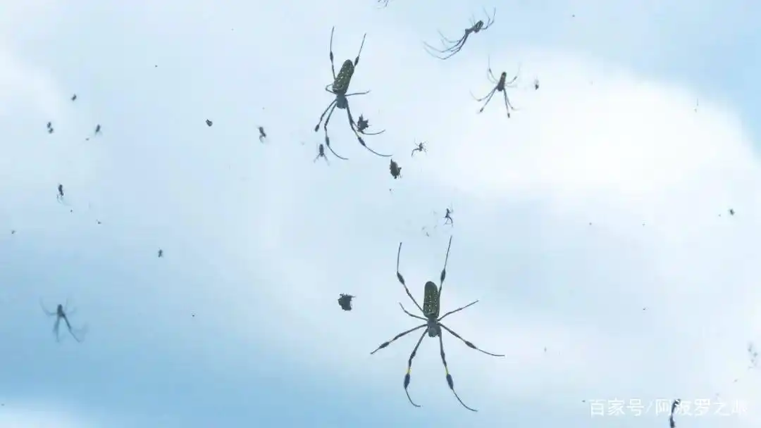 食物从天而降_天降异物 青蛙雨 龙卷风解释