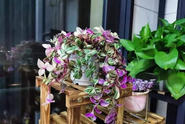 观叶植物漂亮叶子_油画吊兰叶形花纹_吊兰的图片