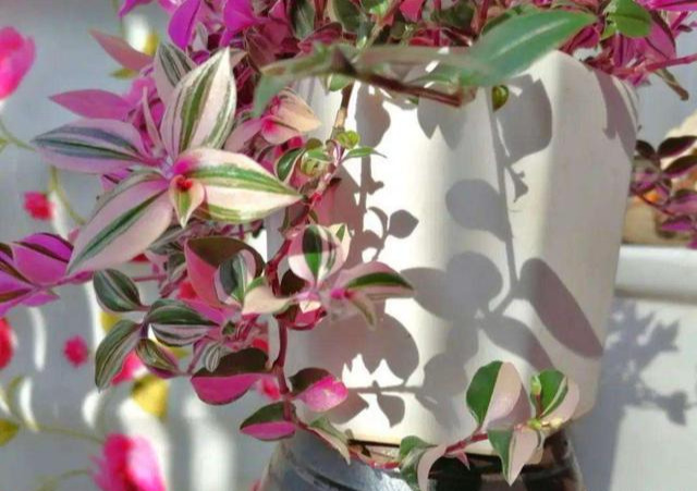 观叶植物漂亮叶子_吊兰的图片_油画吊兰叶形花纹