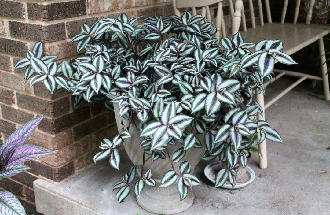 油画吊兰叶形花纹_吊兰的图片_观叶植物漂亮叶子