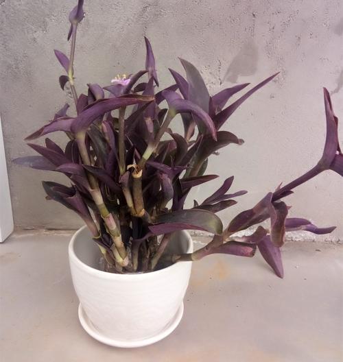 油画吊兰叶形花纹_吊兰的图片_观叶植物漂亮叶子