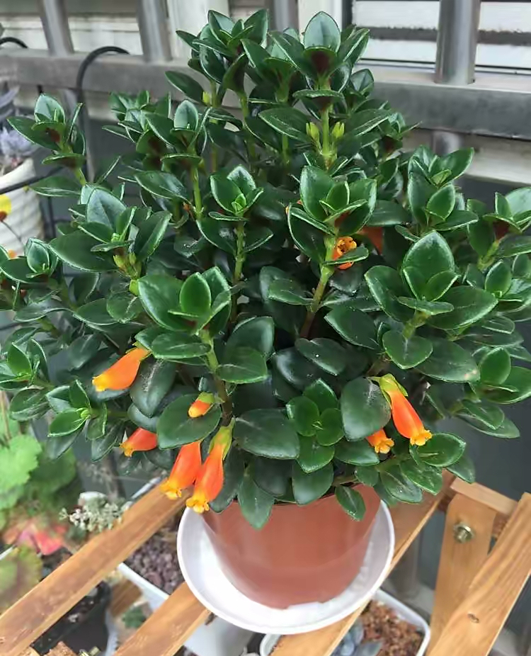 养金鱼吊兰，只要做到“3步”，四季开花，花朵美丽叶子油绿繁茂