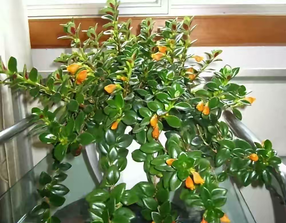 金鱼吊兰怎么养_吊兰的图片_金鱼吊兰扦插方法