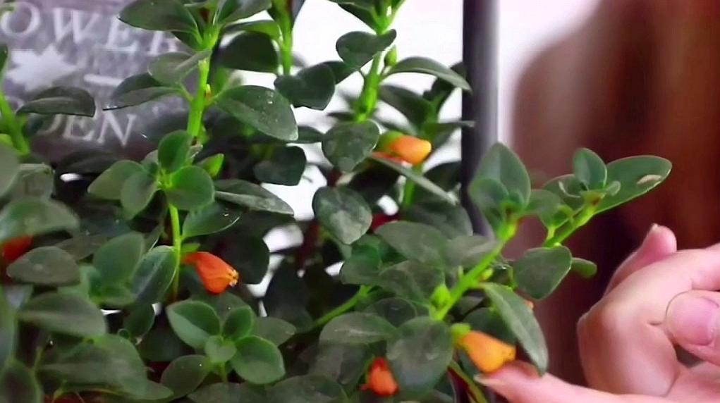 金鱼吊兰怎么养_金鱼吊兰扦插方法_吊兰的图片