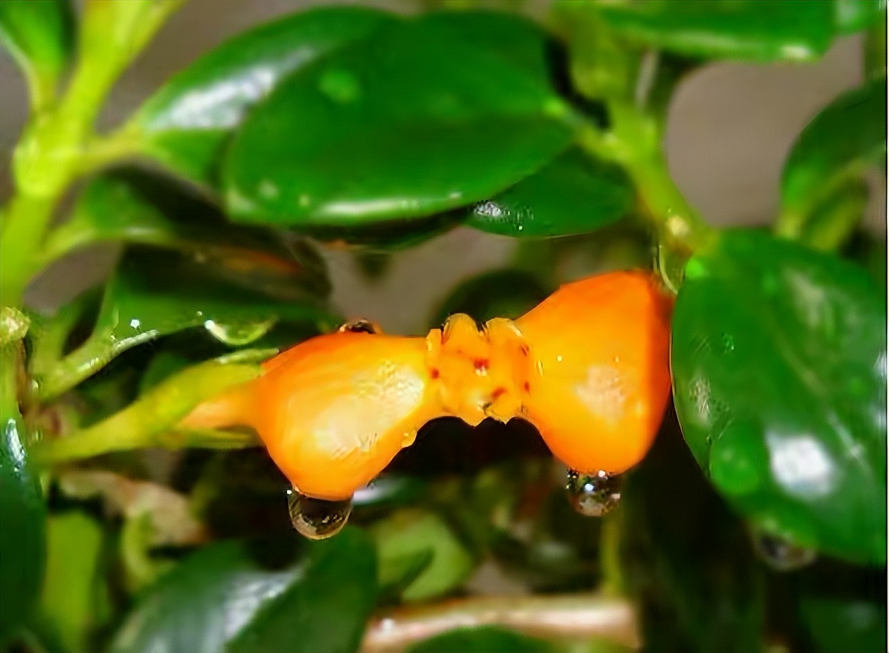 金鱼吊兰怎么养_吊兰的图片_金鱼吊兰扦插方法