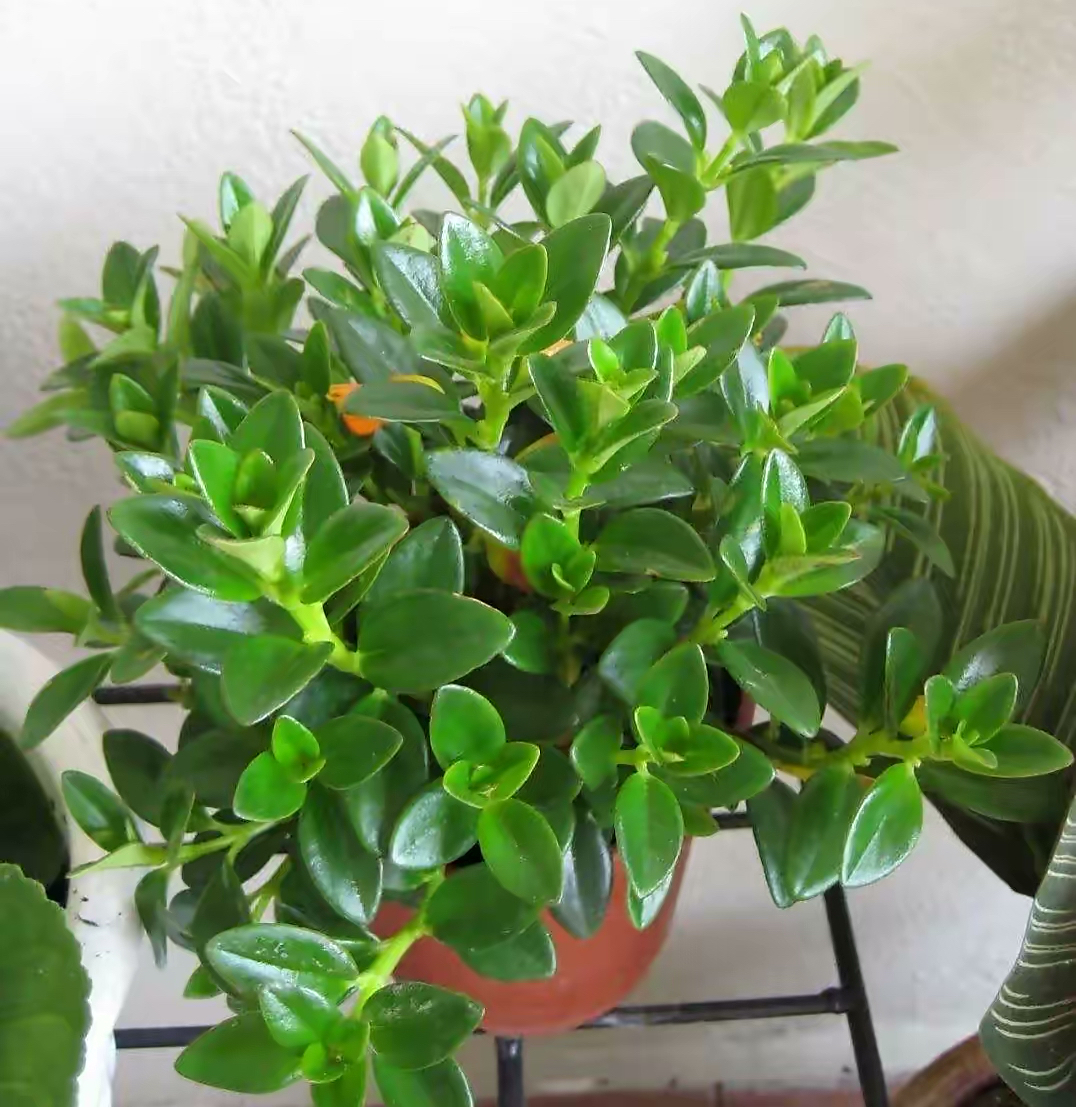吊兰的图片_金鱼吊兰扦插方法_金鱼吊兰怎么养