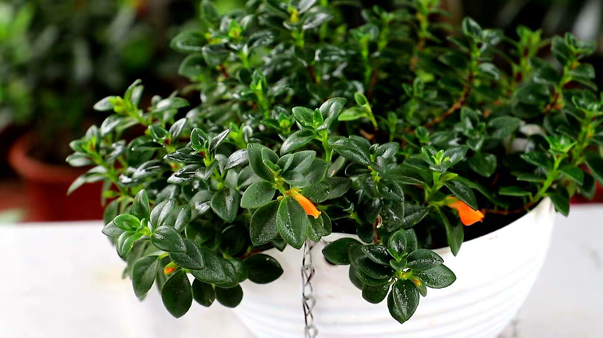 吊兰的图片_金鱼吊兰扦插方法_金鱼吊兰怎么养