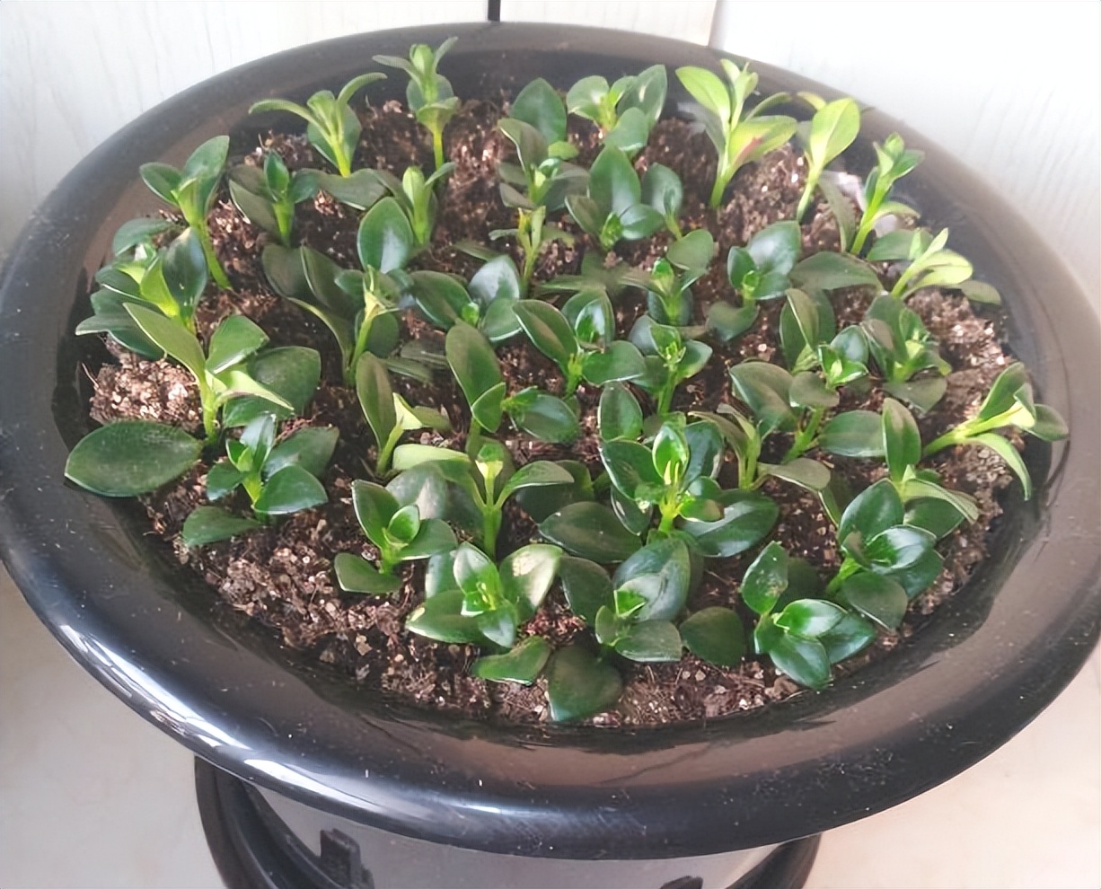 金鱼吊兰怎么养_吊兰的图片_金鱼吊兰扦插方法