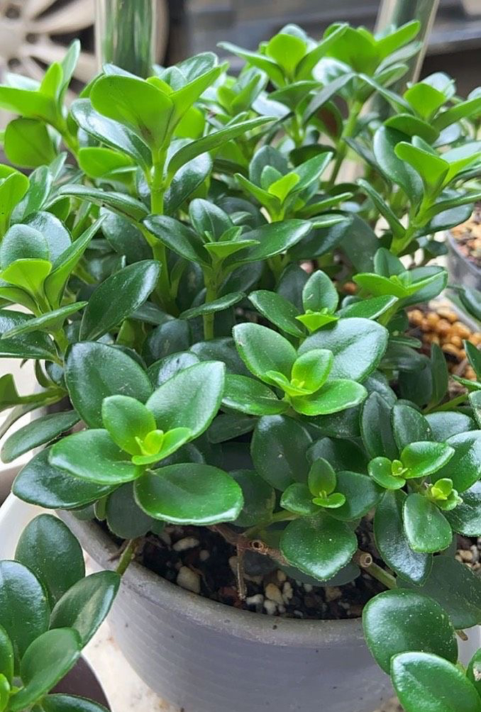 金鱼吊兰扦插方法_金鱼吊兰怎么养_吊兰的图片