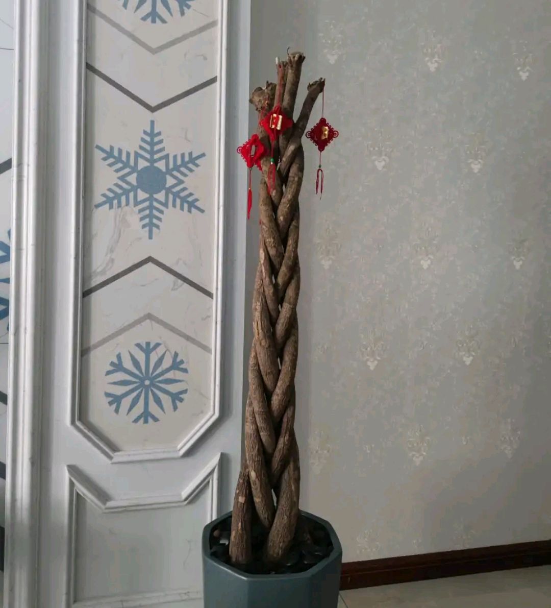 吊兰的图片_常见易烂根花卉养护技巧_养花烂根怎么办