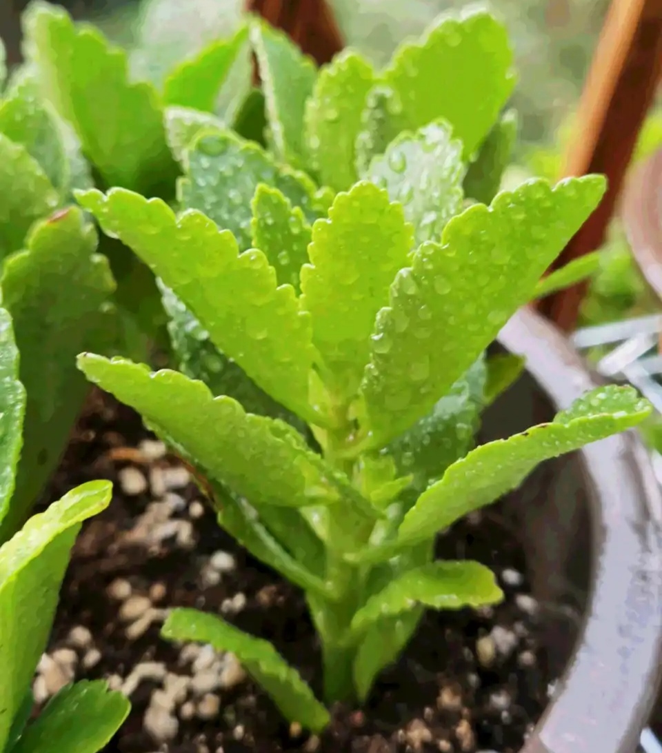 养花烂根怎么办_吊兰的图片_常见易烂根花卉养护技巧