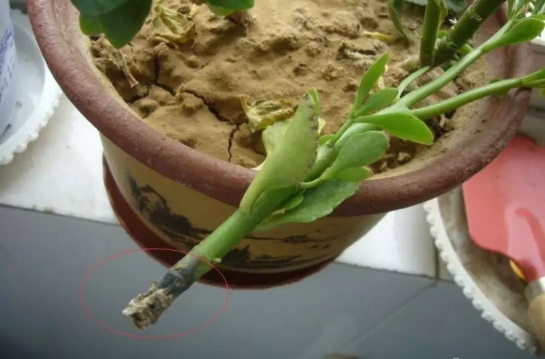 常见易烂根花卉养护技巧_吊兰的图片_养花烂根怎么办