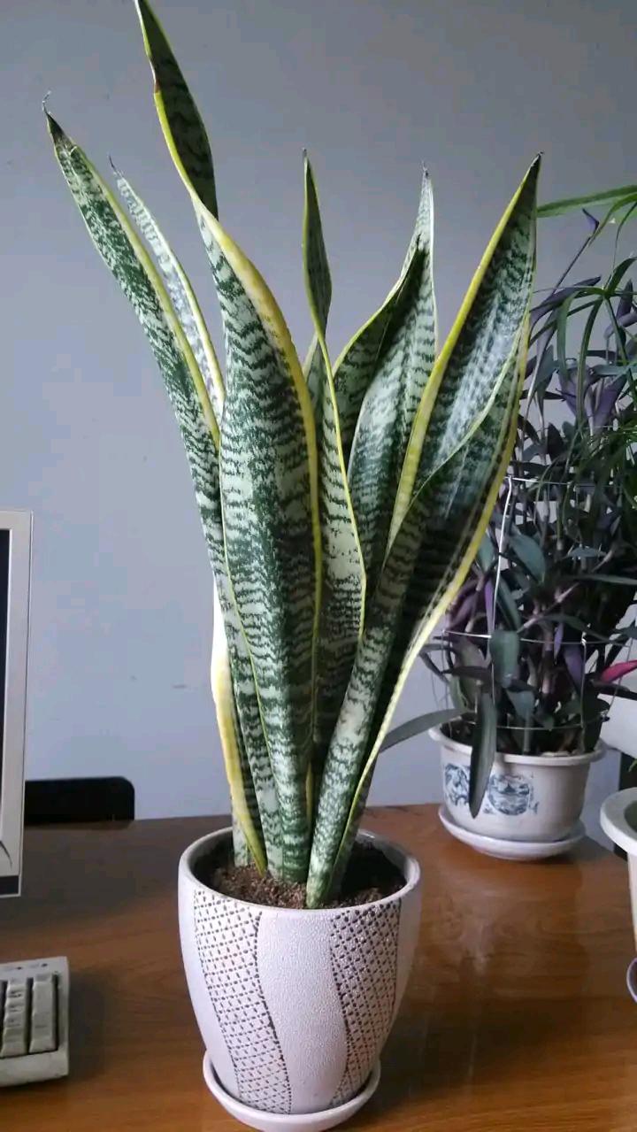 常见易烂根花卉养护技巧_吊兰的图片_养花烂根怎么办