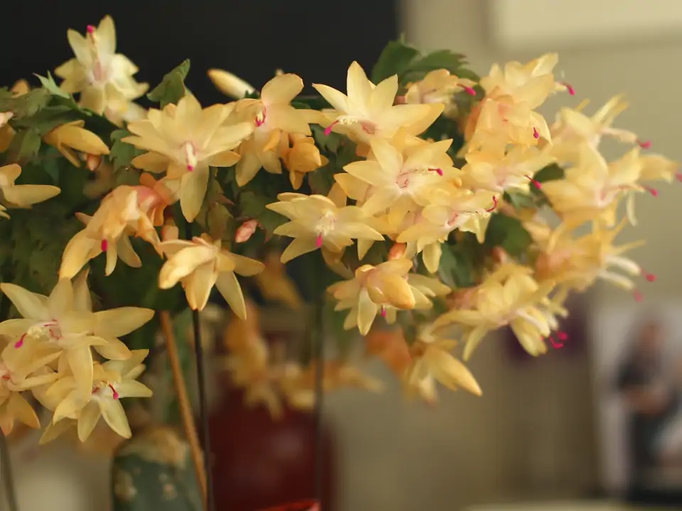 常见易烂根花卉养护技巧_吊兰的图片_养花烂根怎么办