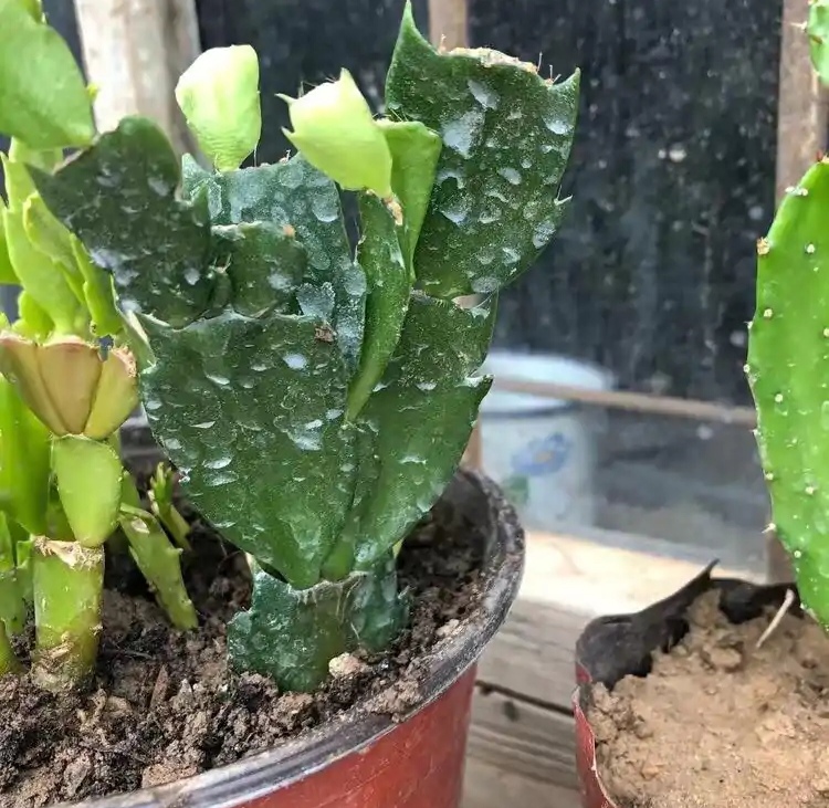 吊兰的图片_养花烂根怎么办_常见易烂根花卉养护技巧