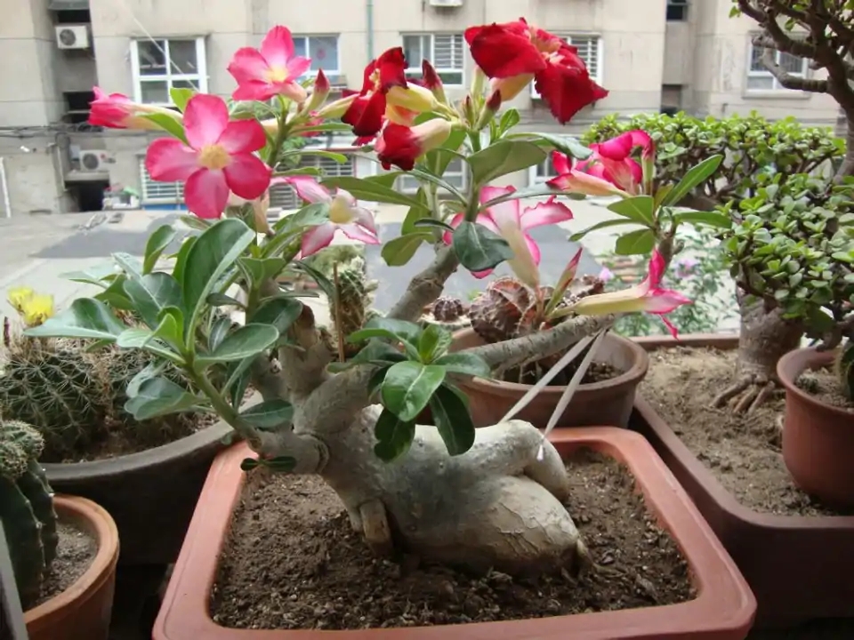 吊兰的图片_养花烂根怎么办_常见易烂根花卉养护技巧