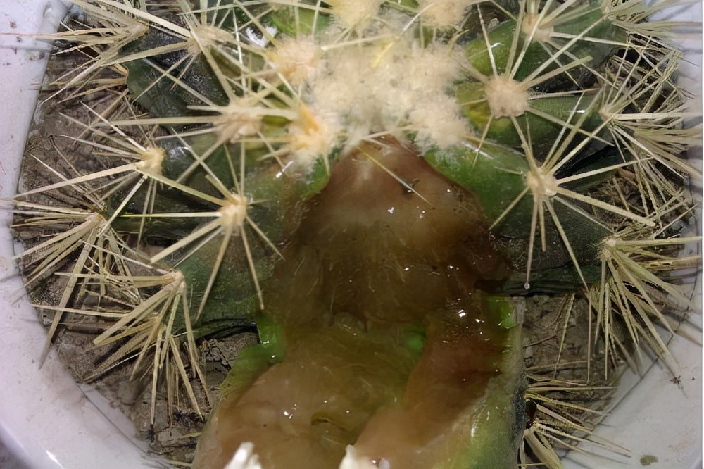 吊兰的图片_常见易烂根花卉养护技巧_养花烂根怎么办