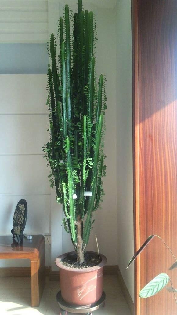 常见易烂根花卉养护技巧_吊兰的图片_养花烂根怎么办