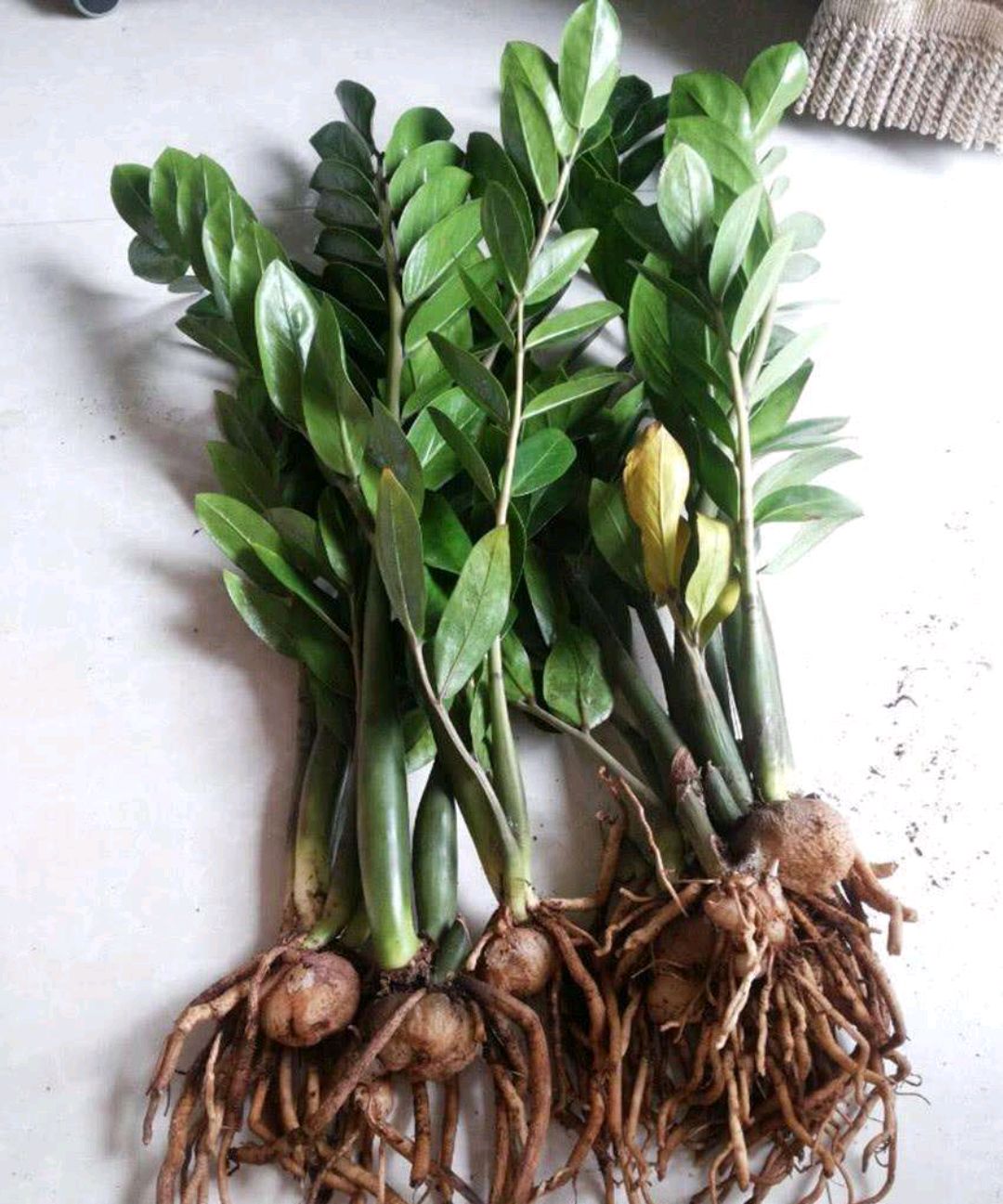 吊兰的图片_养花烂根怎么办_常见易烂根花卉养护技巧