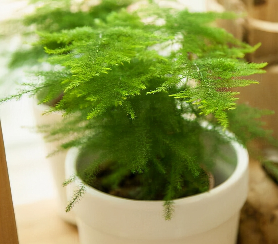 常见易烂根花卉养护技巧_吊兰的图片_养花烂根怎么办