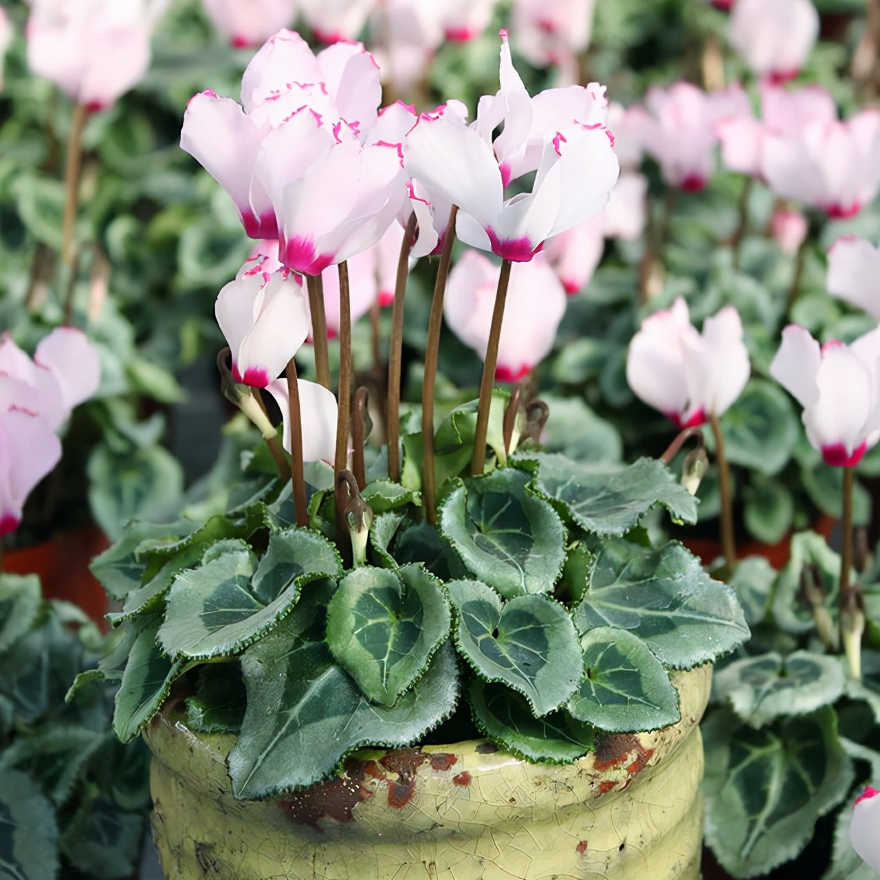 养花烂根怎么办_常见易烂根花卉养护技巧_吊兰的图片