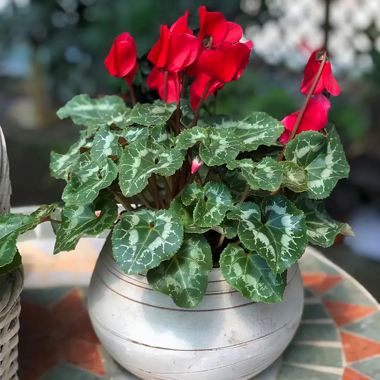 养花烂根怎么办_吊兰的图片_常见易烂根花卉养护技巧