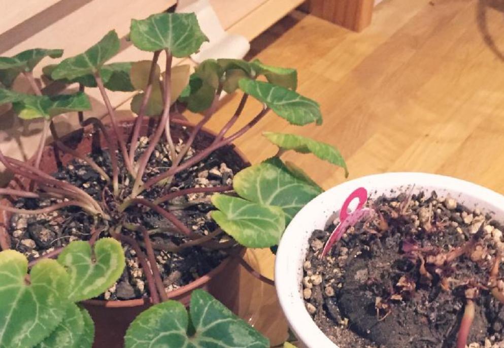 养花烂根怎么办_吊兰的图片_常见易烂根花卉养护技巧