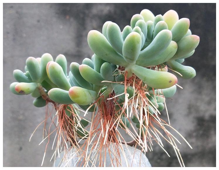 常见易烂根花卉养护技巧_养花烂根怎么办_吊兰的图片