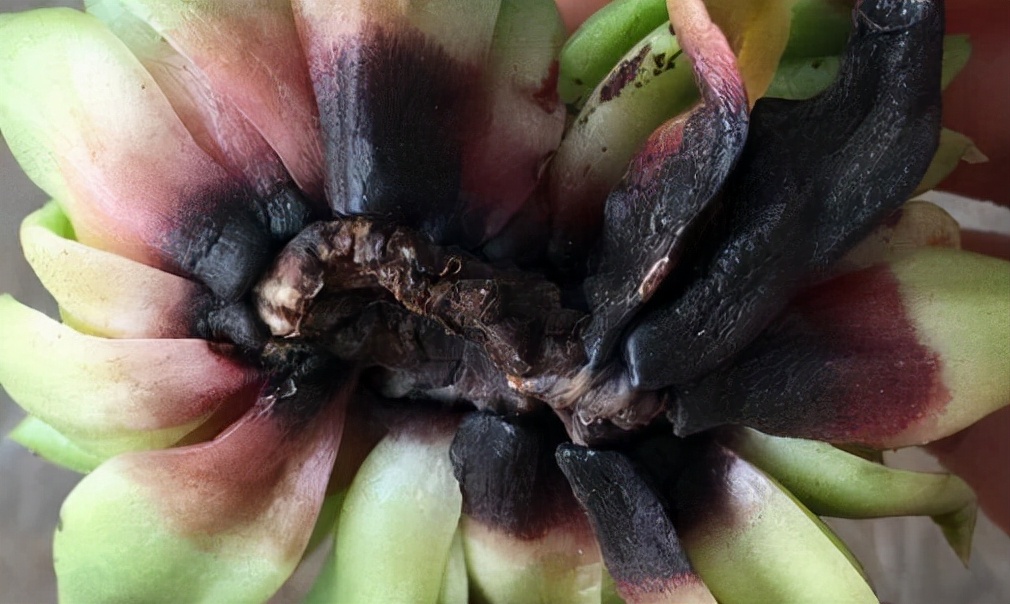 养花烂根怎么办_常见易烂根花卉养护技巧_吊兰的图片