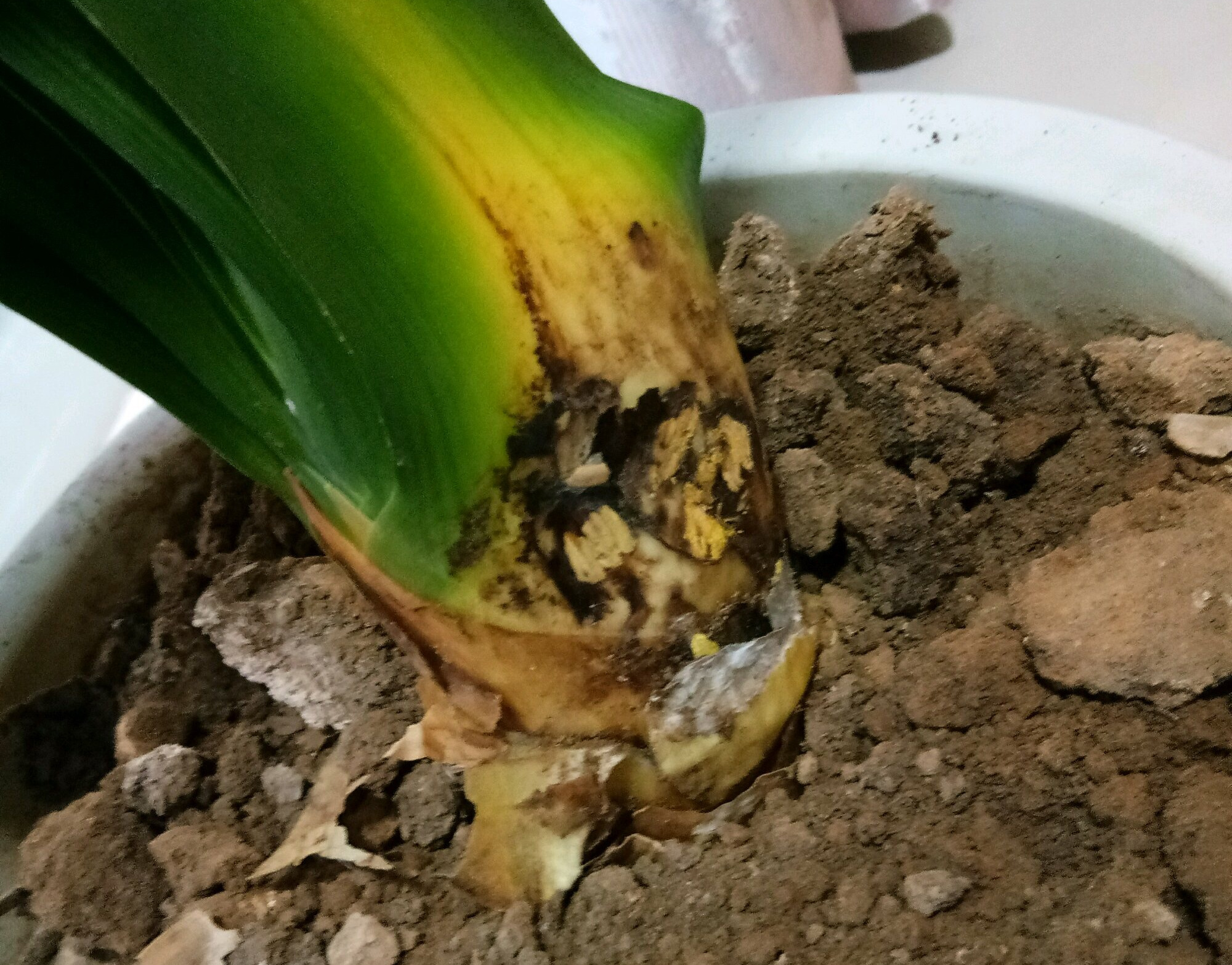 常见易烂根花卉养护技巧_吊兰的图片_养花烂根怎么办