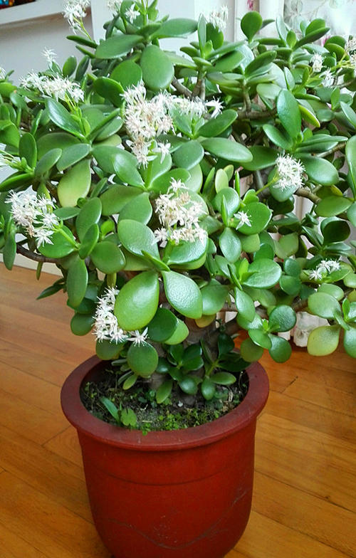 吊兰的图片_养花烂根怎么办_常见易烂根花卉养护技巧