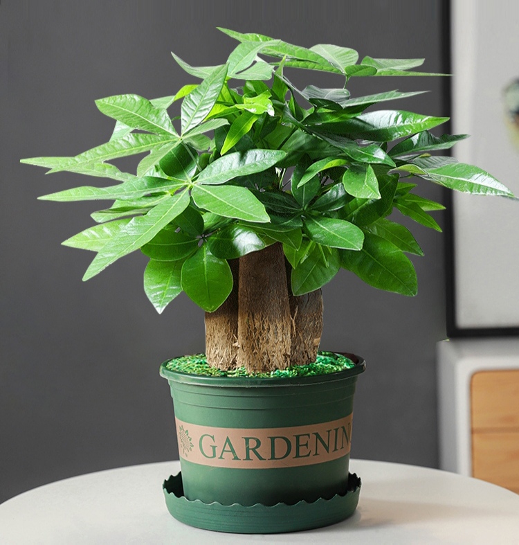 养花烂根怎么办_常见易烂根花卉养护技巧_吊兰的图片