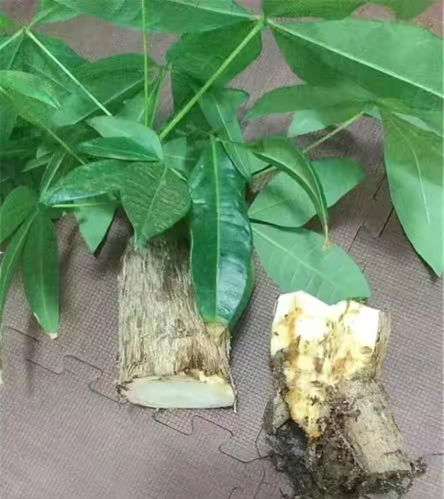 养花烂根怎么办_吊兰的图片_常见易烂根花卉养护技巧