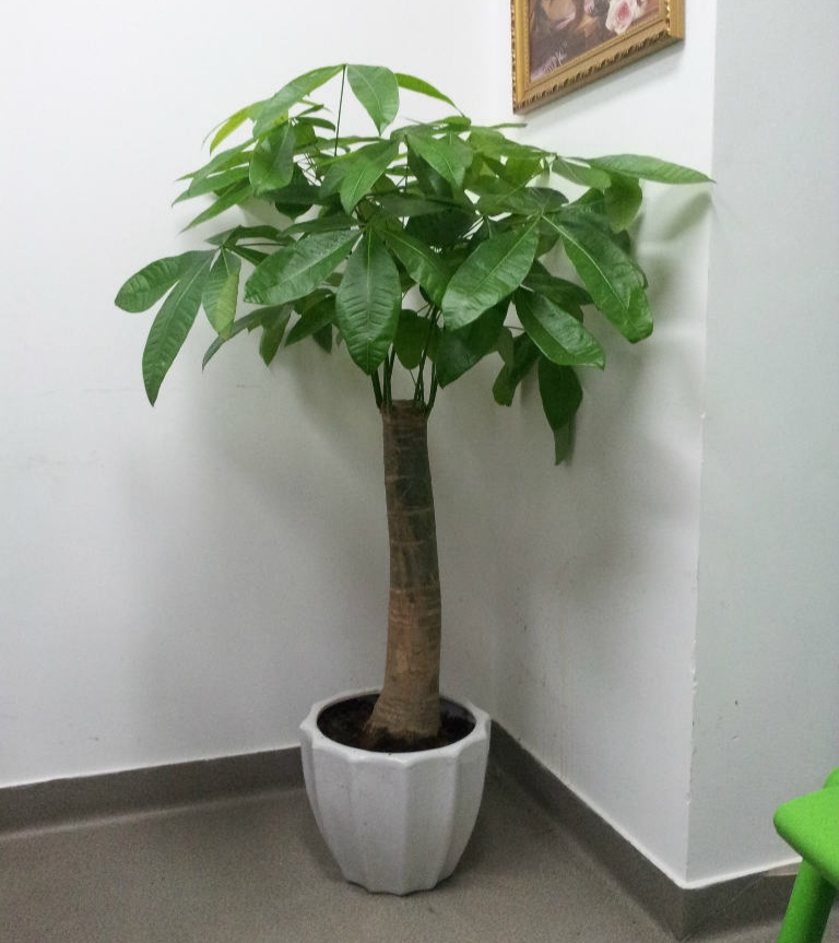 常见易烂根花卉养护技巧_养花烂根怎么办_吊兰的图片