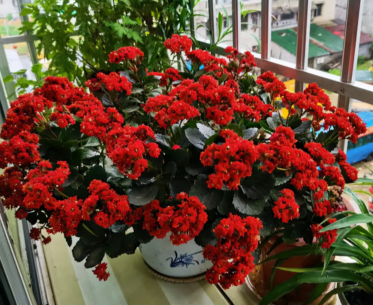 吊兰的图片_常见易烂根花卉养护技巧_养花烂根怎么办