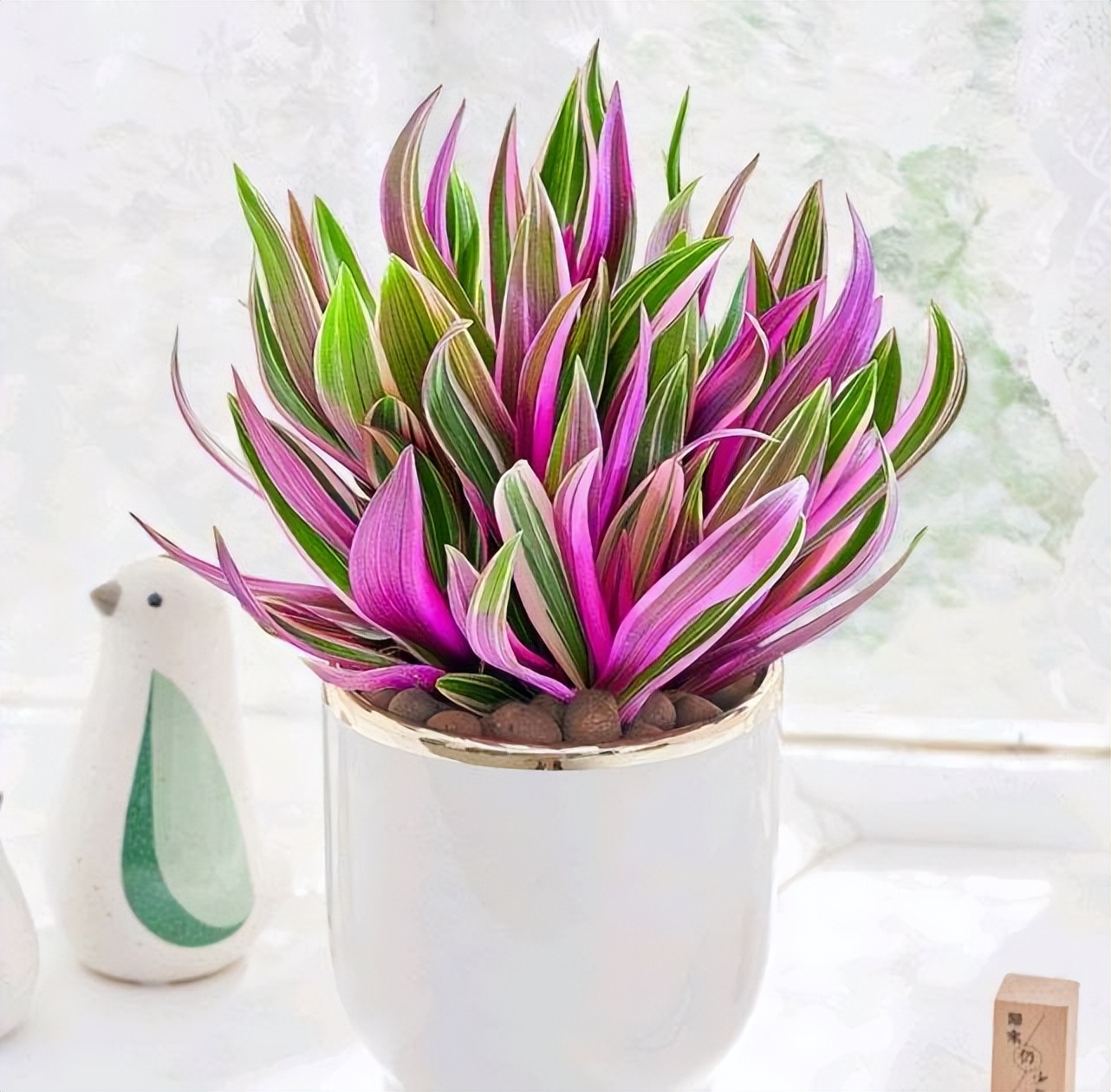 5种“贵族花”，连叶片都美爆了，随便拍张照片，就是一幅名画