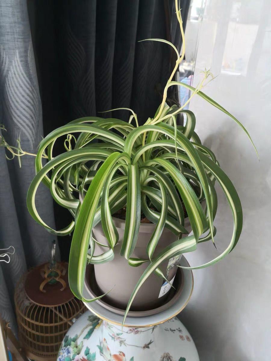 吊兰的图片_法国女郎吊兰_卷叶吊兰种植方法